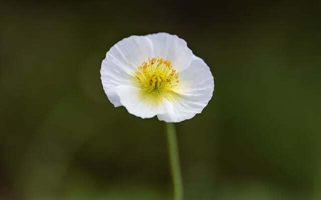 Coping with loneliness - Photo by Skyler Ewing 266953-5754362