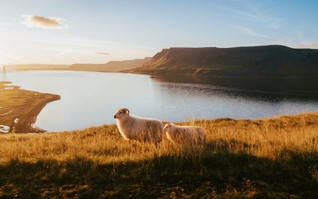Sheep in an Icelandic fjord - photo by Artūras Kokorevas