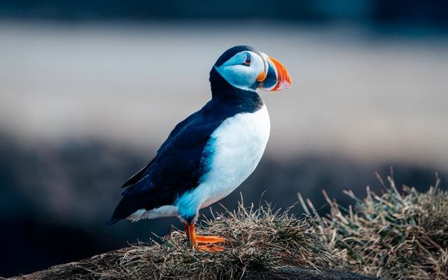 An Atlantic puffin perched on coastal rocks in Iceland